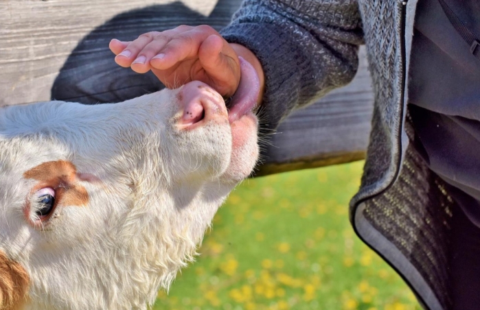 Tierwitz des Tages: Mensch stellt Forderung an Gott